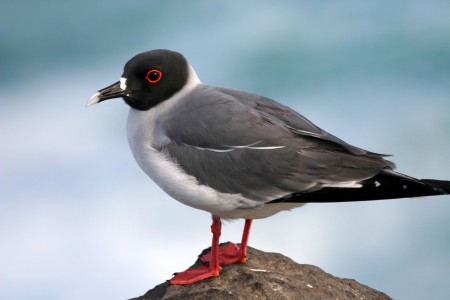 Swallow-tailed Gull Creagrus furcatus Punta Suarez, Galapagos, Ecuador